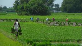 Punjab Excluded From Central Committee on Agriculture, More Representation for Pro-BJP Farmer Leaders Than SKM