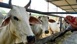 Lumpy Disease Ravages Cattle in Gujarat, Rajasthan