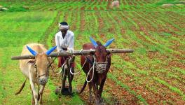 Agri Workers’ Tiny Wage Rise Wiped Out by Inflation