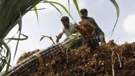 Sugarcane Farmers Demand Nitish Kumar’s Intervention to Reopen Riga Sugar Mill