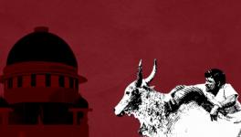 Supreme Court reserves judgment on Jallikattu: What has happened so far?