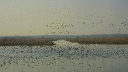 An estimated 1 lakh migratory birds have already arrived at the Hokersar wetland, outside Srinagar, this year so far. Picture credit: Khalid Khan.