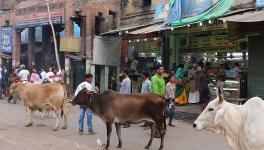 Farmers in Bijnor Protest After FIR Against 15 Villagers Over Stray Cattle