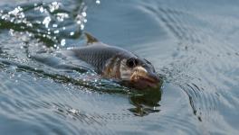 Medicine Residue is Everywhere in Rivers, Lakes—and Fish Are Behaving Strangely