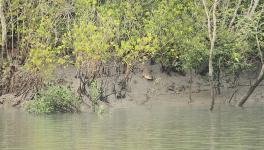 World Environment Day: Sundarbans Faces Biodiversity Challenge, say Experts