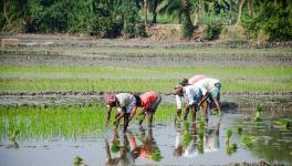 Rain Deficit Triggers Fears of Drought in Central and Eastern UP, Kharif Crop Impacted