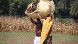 A farmer collects his soya produce in the Neemuch district of Madhya Pradesh. Picture credit: Aishwarya Mohanty.