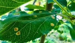 Infected leaf of Apple Tree