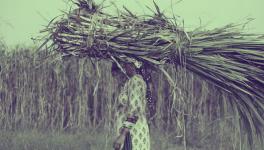 Sugarcane workers