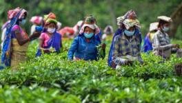 Tea Garden Workers