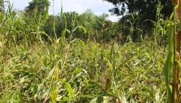 Damaged crop of maize in Paldi village (Photo - Paridhi Jain, 101Reporters)