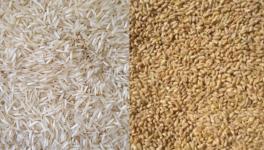 The study has assessed the health impact of a' historical shift' in the nutrient profiles of rice and wheat. 