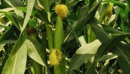 A healthy crop thriving in the field in Hanumangarh (Photo - Ashvi Jain, 101Reporters)