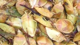 stink bugs