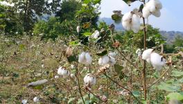 cotton