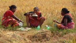 After harvesting, land labourer-cum-sharecroppers Lalti Lohar and Mala Bagdi eating food in the fields at Sanabandh village.