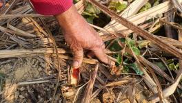 Red rot disease in sugarcane (Photo - Ramji Mishra, 101Reporters)