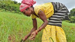 Farmers followed the sky as faithfully as a clock (Photo - Prativa Ghosh, 101Reporters)