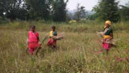 Women returning from the forest with cut broom grass (Photo - Vishal Ranjan Sahu, 101Reporters)