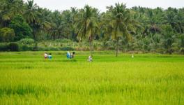 Farmers are shifting to less water and labour-intensive crops, and the move is stripping agricultural labourers of steady work (Photo - Prasanth Shanmugasundaram, 101Reporters) 