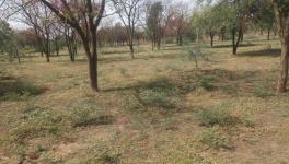 The forest around the temple, it is a dense green forest with stable water levels (Photo - Kshitiz Gaur, 101Reporters)