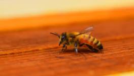 honey bee