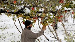 Farmer%20looking%20towards%20their%20apple%20trees%20%20in%20south%20kashmir%20(1).JPG