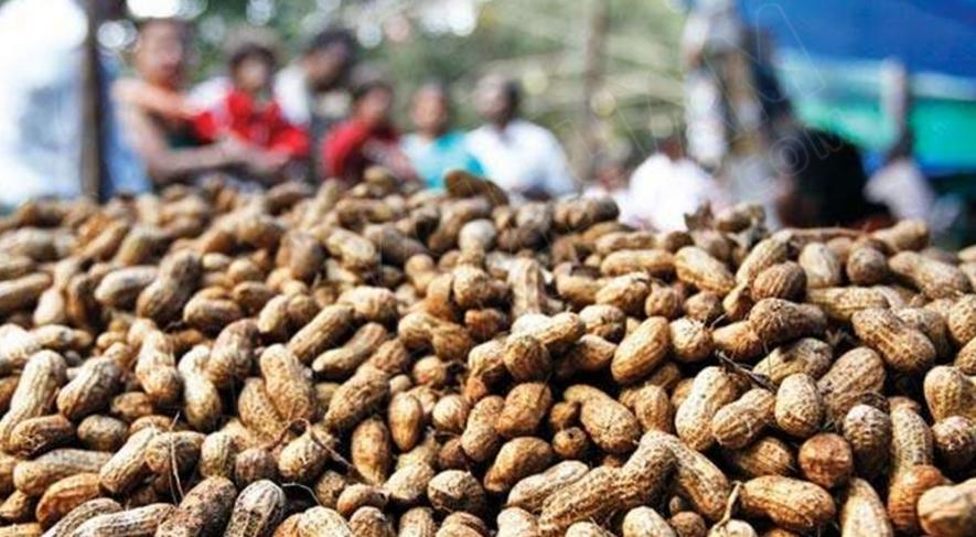 Groundnut Scam