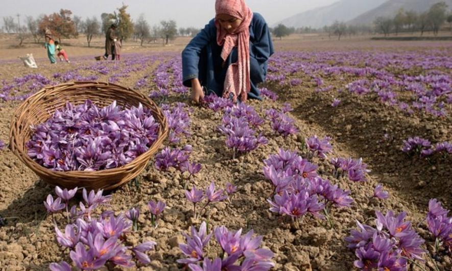 National Saffron Mission