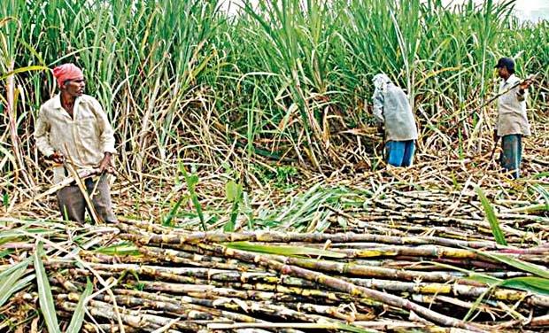 North Karnataka Farmers 