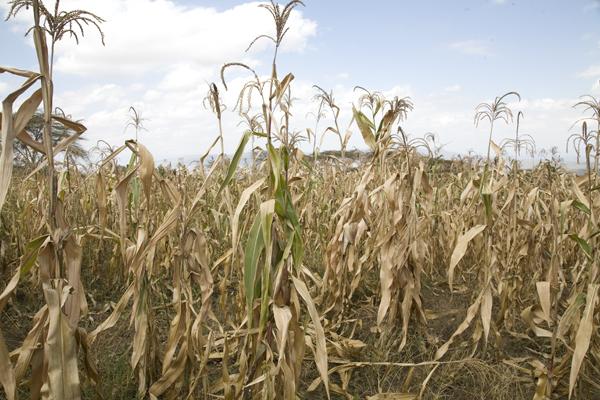 Crop and Climate Change 