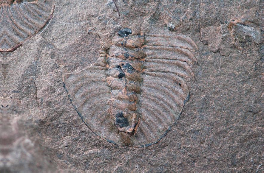 Cambrian Fossils