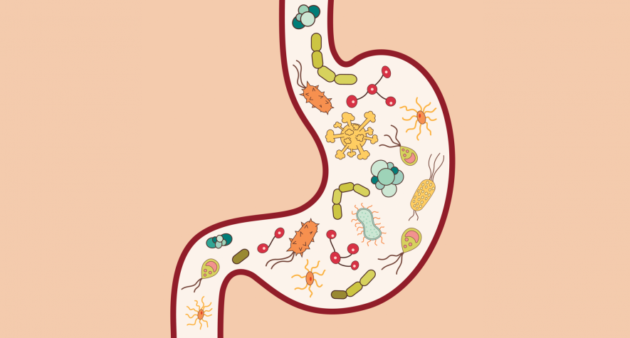 Gut Microbes