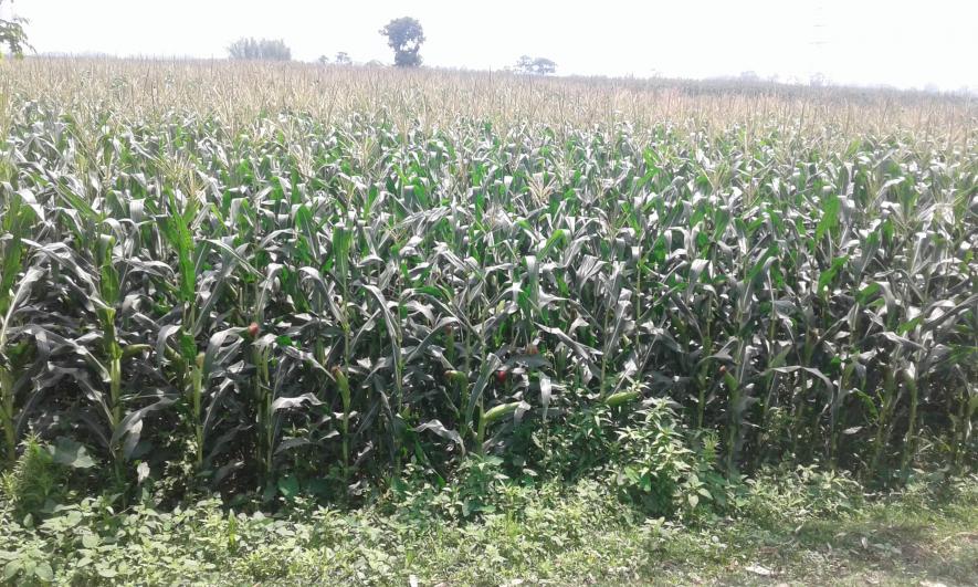 maize crop bihar