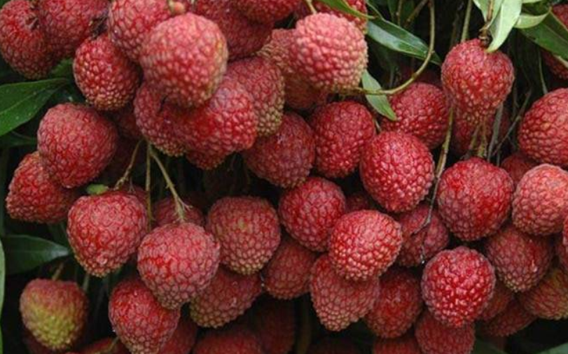 Litchi Farmers in Muzaffarpur