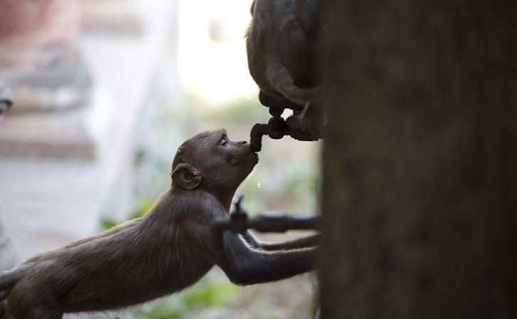 Water Wars Among Monkeys As Relentless Heat Dries Ponds in MP Forests