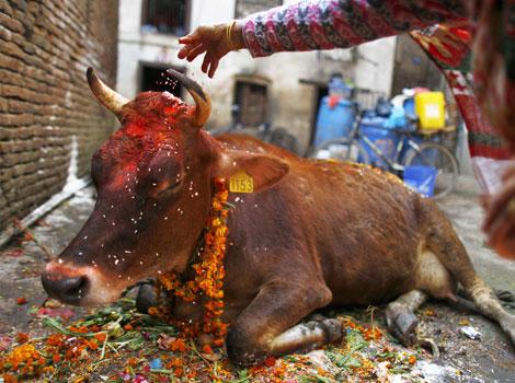 cow-economy-mob-lynching