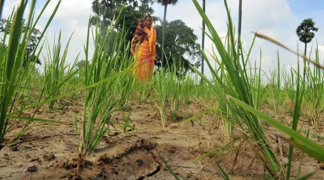 Bihar Likely to Declare 22 Districts Drought-Hit After August 15