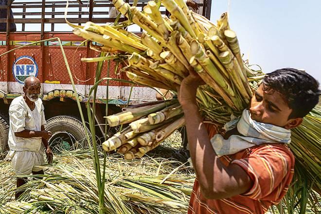 Sugarcane farmers Haryana