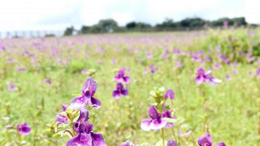 Maharashtra’s Blooming Flower Industry Succumbs to COVID Chills