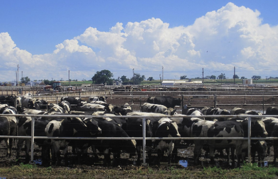 Crop as Animal Fodder and to Make Manure