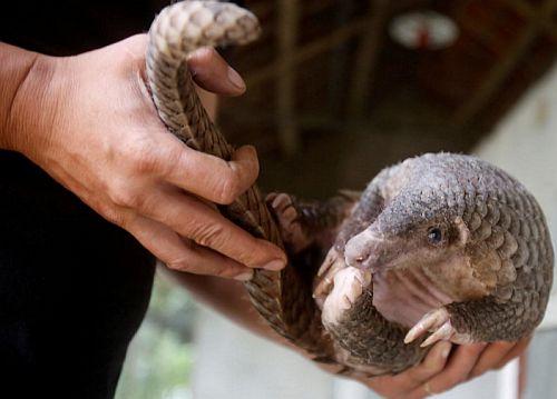 pangolin