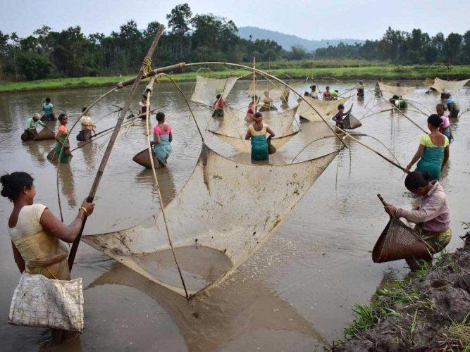 Maharashtra’s Prawn Cultivators Stare at a Complete Washout after Lockdown Extension