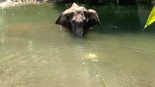 Elephant Probably Accidentally Ate Cracker