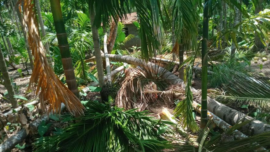 A Week After Cyclone Nisarga Hit Raigad