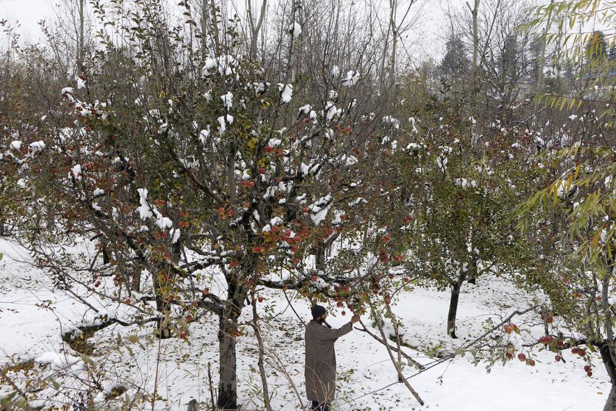 Kashmir’s Fruit Growers Bear