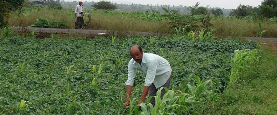 Organic Farming to Bring Holistic Growth