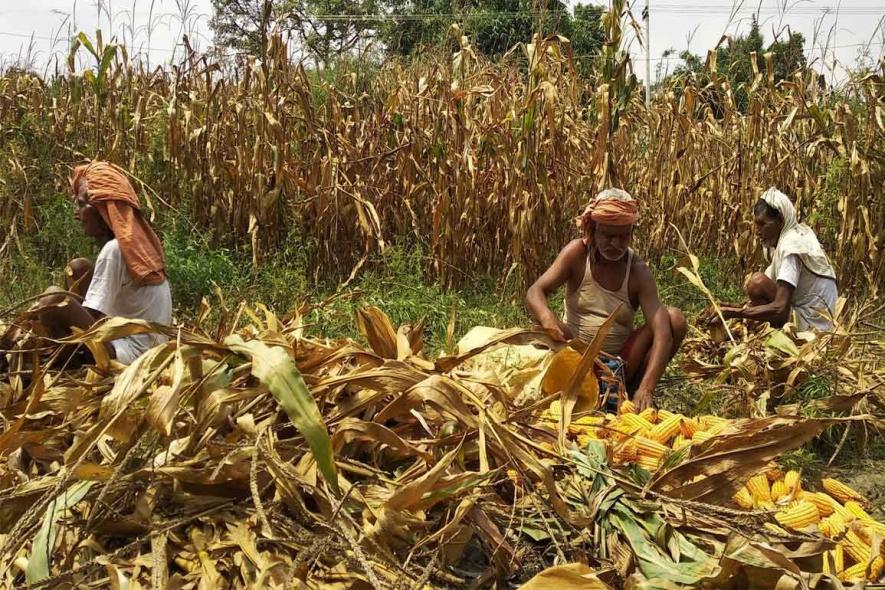 Bihar: Maize Farmers Blame Government for Violating Centre