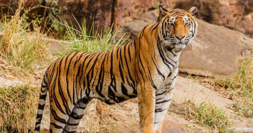 Decline in Tiger Population