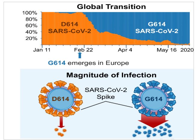 COVID-19: Virus Strain Dominant Worldwide Is Different from Original in Wuhan